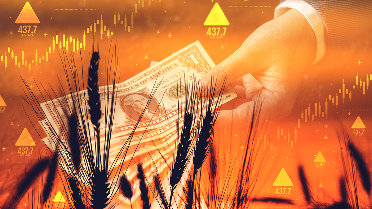 Wheat commodity price increase, conceptual image with cereal crops